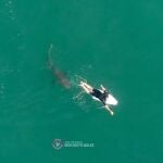 Un tiburón cerca del campeón mundial Matt Wilkinson en Australia