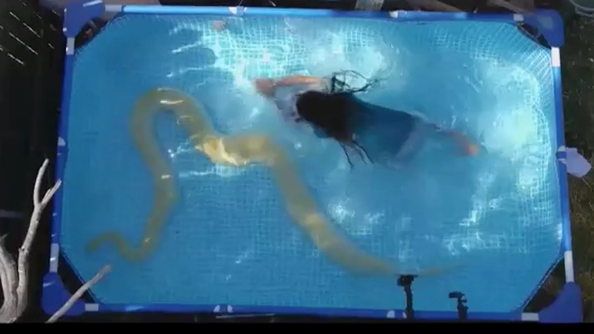 Una niña juega con un pitón en una piscina en Israel