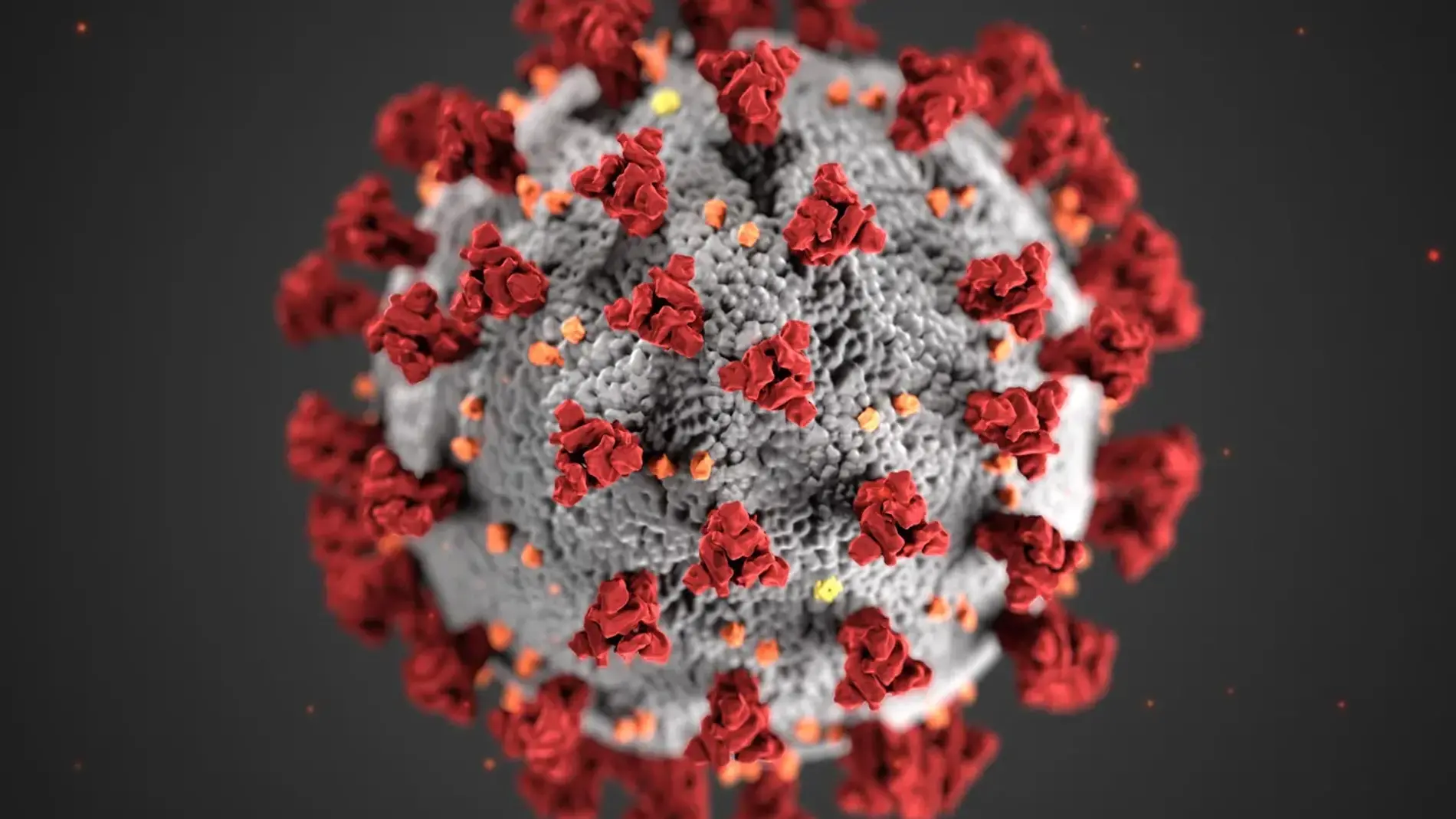 Ilustración de la morfología del coronavirus realizada por el Control de Prevención de Enfermedades (CDC)/Foto: CDC HANDOUT/EFE
