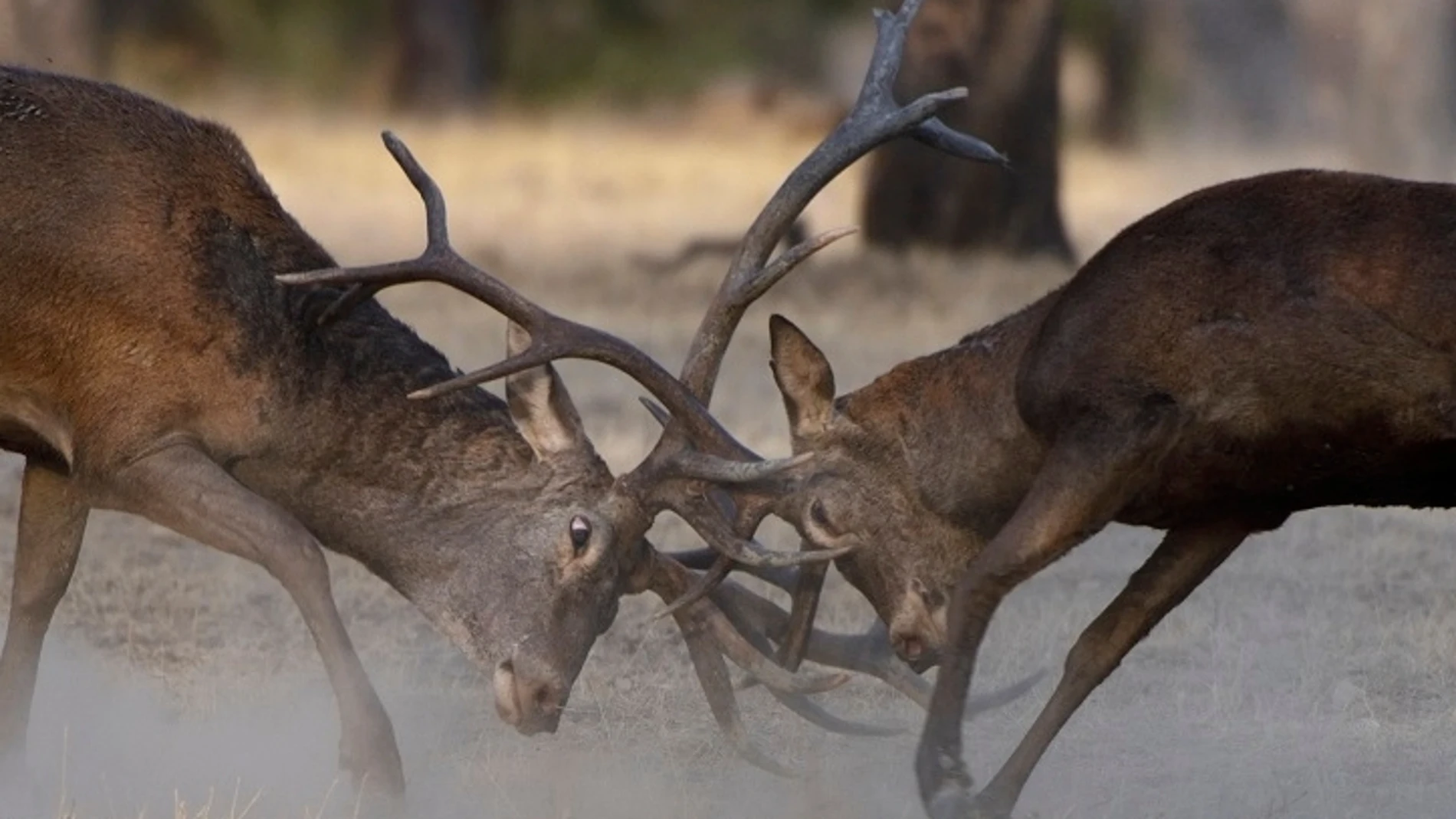 Imágenes de ciervos en berrea en una escena del poderoso documental "Dehesa"