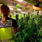 Plantación de marihuana desmantelada en Dénia