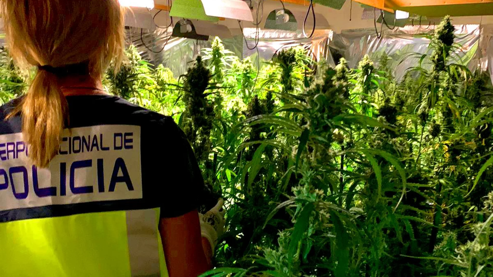 Plantación de marihuana desmantelada en Dénia