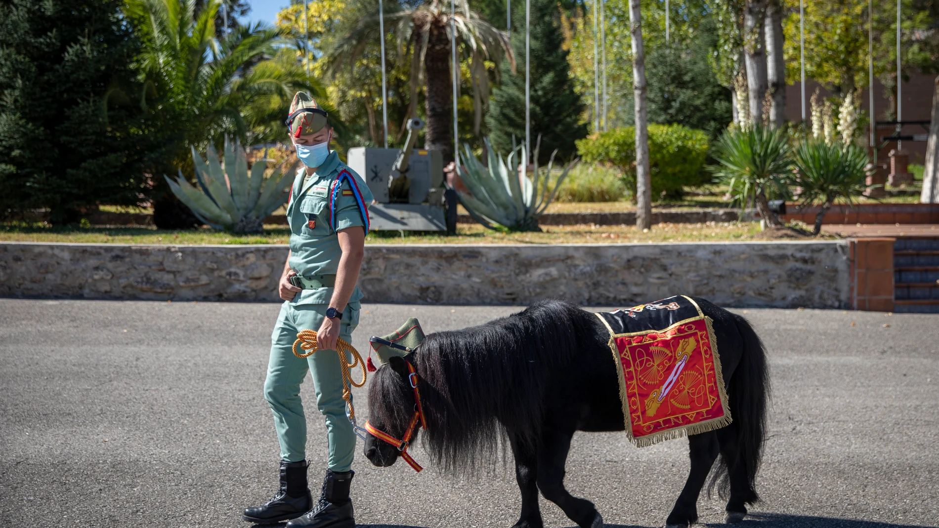 Un soldado pasea al poni de la Legión en el Campamento de Ronda, Málaga, Andalucía, (España), a 7 de octubre de 2020.
