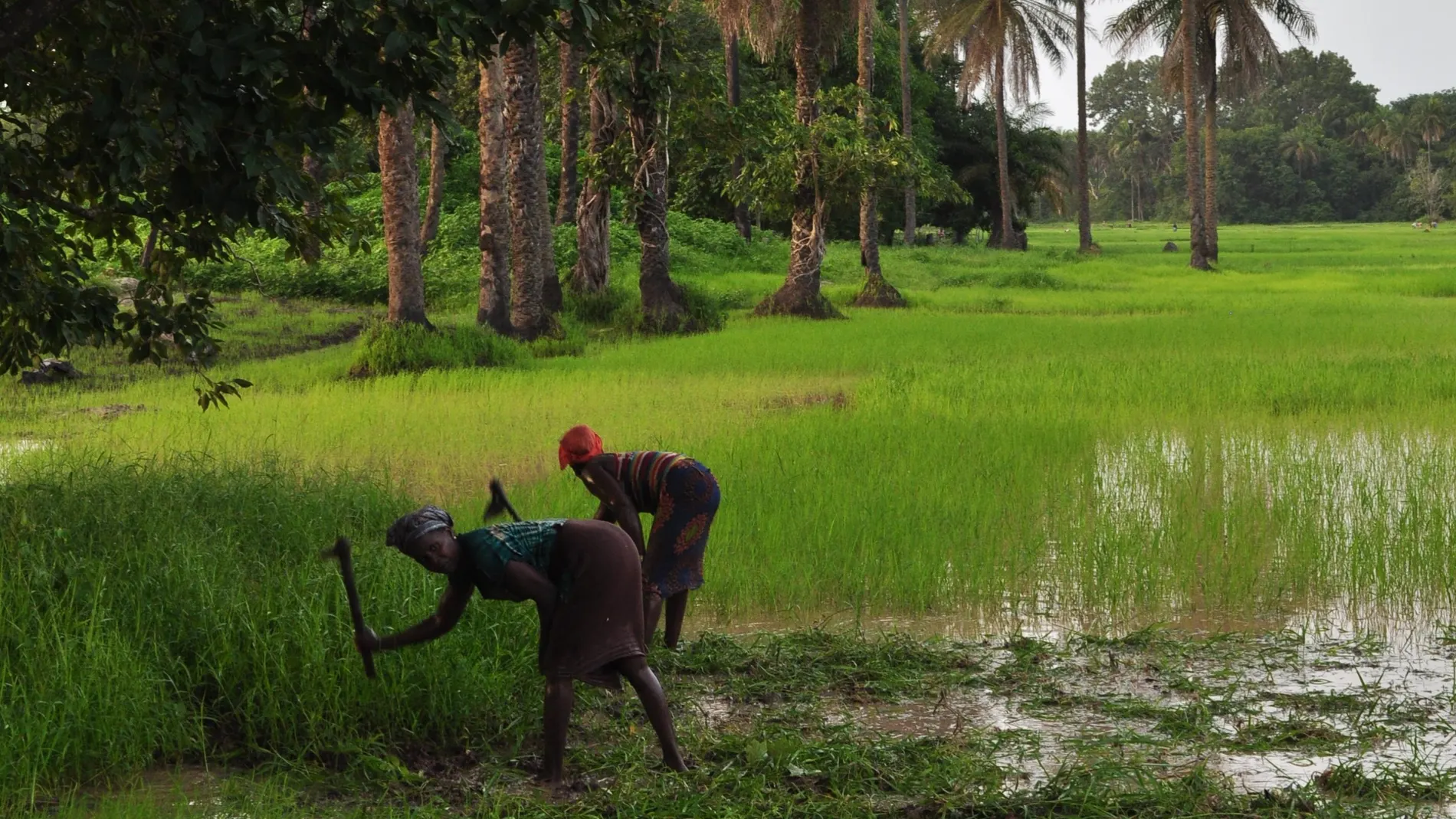 Mujeres mandinga cosechando arroz en Guinea Bissau.
