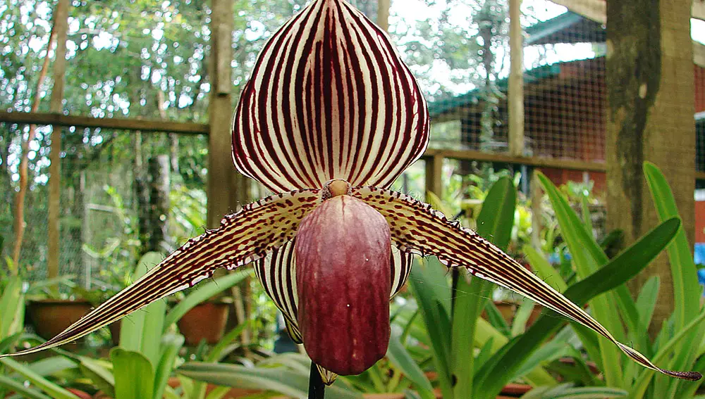 Flor de orquídea conocida como &quot;el oro de Kinabalu&quot;.