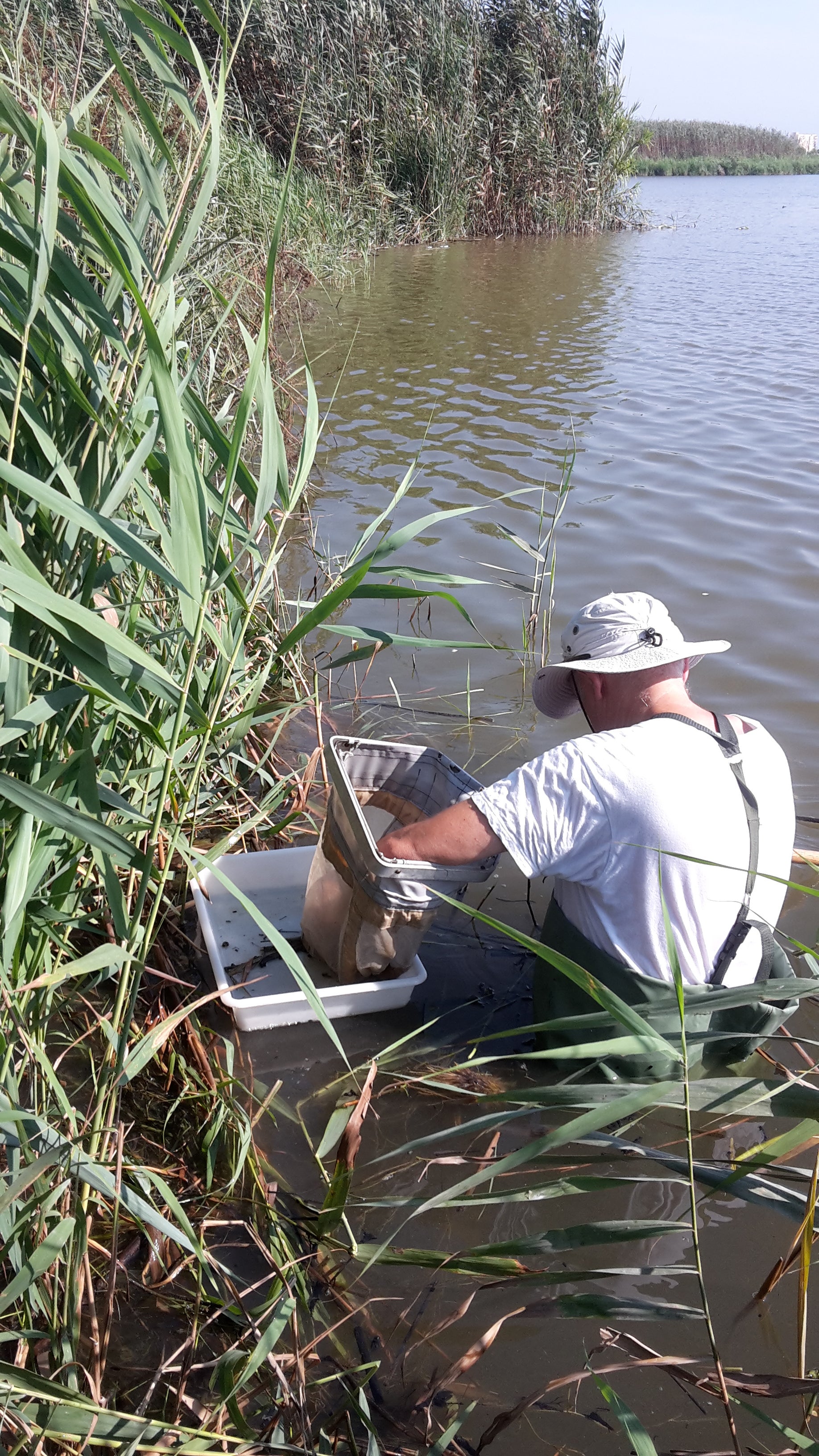 Hidraqua y la UV estudian los grupos biológicos acuáticos indicadores de la calidad del agua en los humedales del Tancat de l’Illa y Tancat de Milia