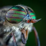 Los ojos de muchos insectos son capaces de repeler el polvo y los patógenos