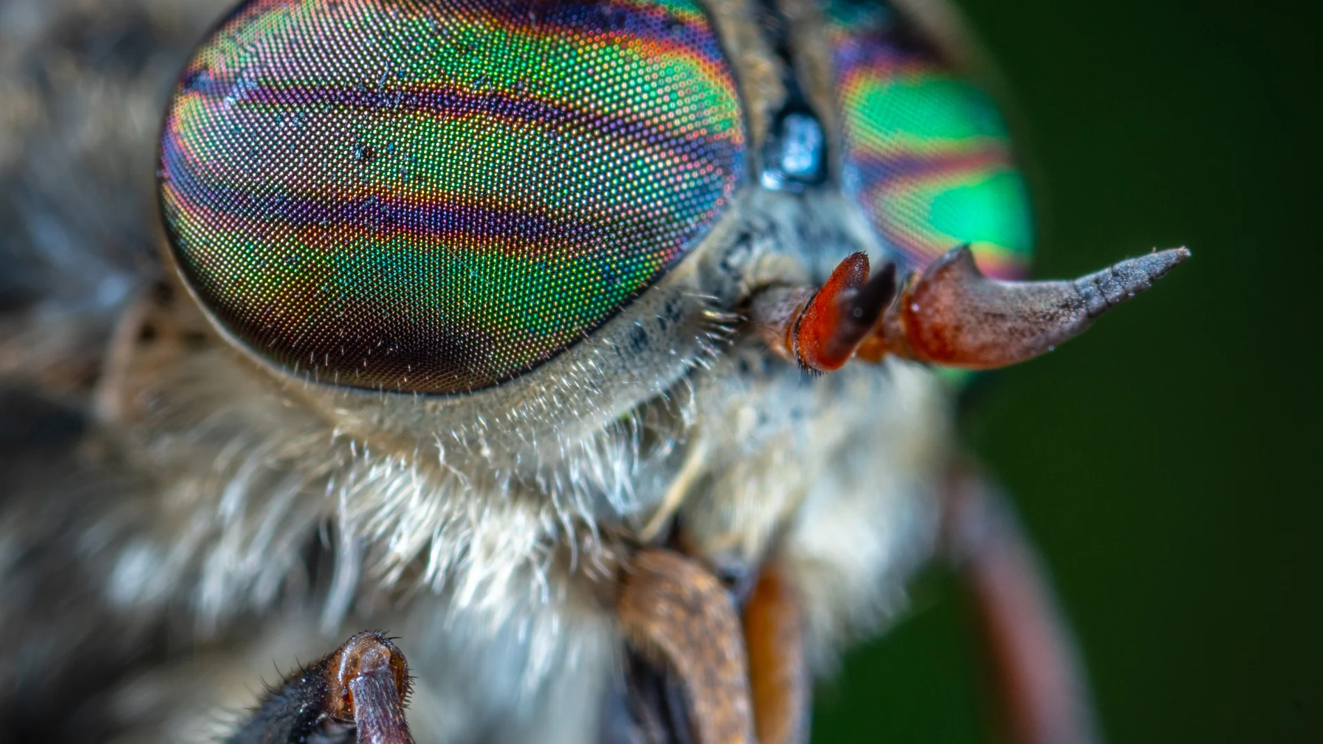 Los ojos de muchos insectos son capaces de repeler el polvo y los patógenos