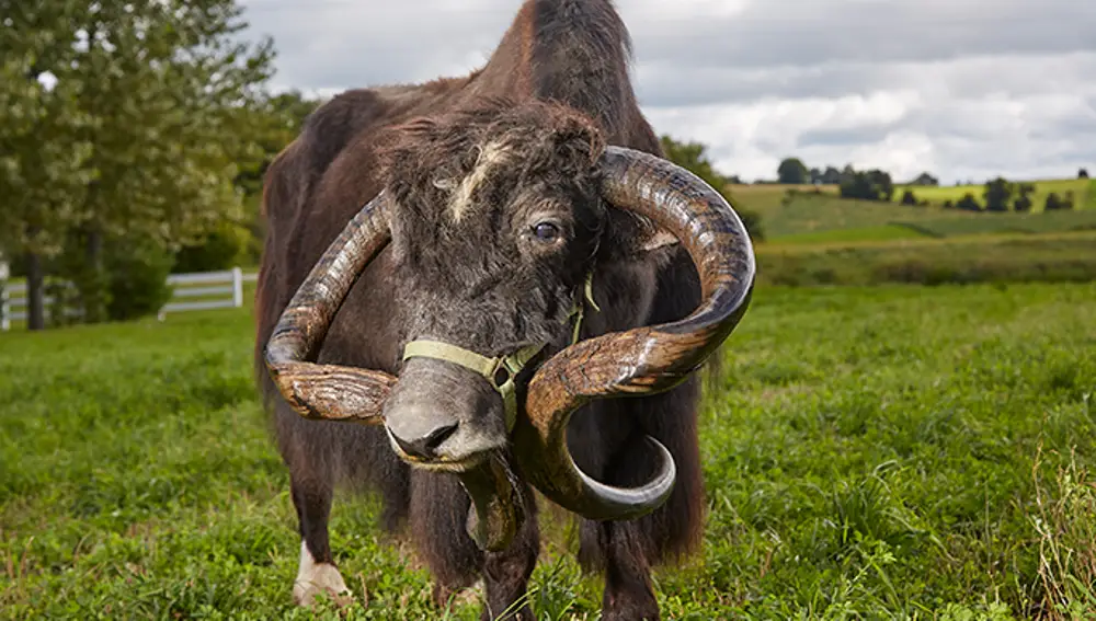 El yak Jericho cuenta con los cuernos más largos del mundo