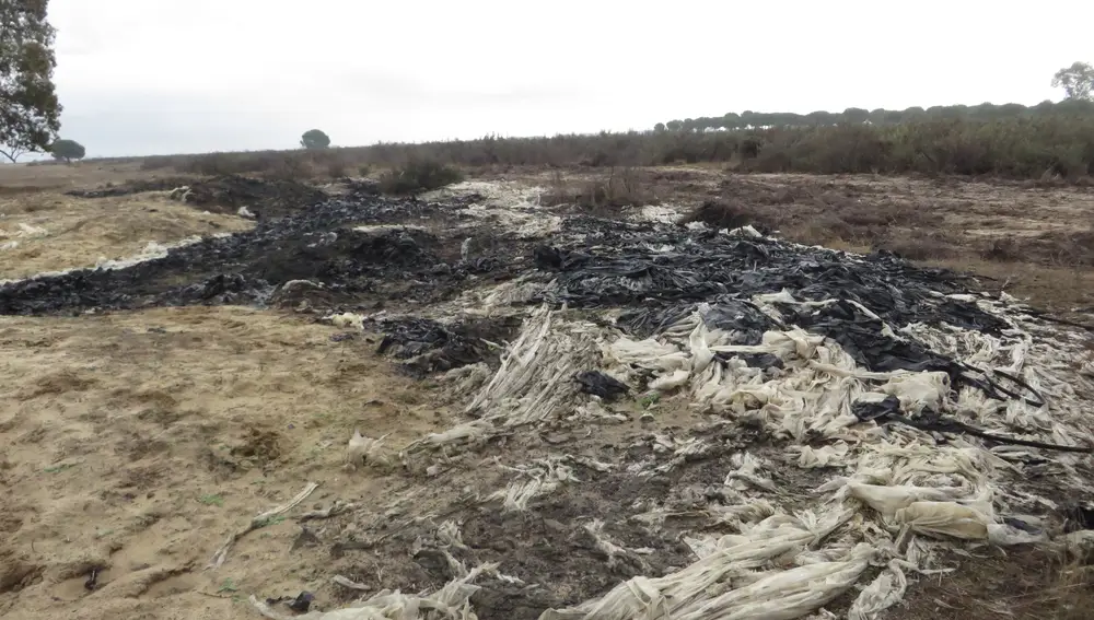 Las actividades irregulares en el Parque Nacional de Doñana han provocado daños en la fauna y flora autóctona