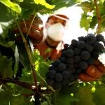 Un vendimiador recoge uvas en la Ribeira Sacra
