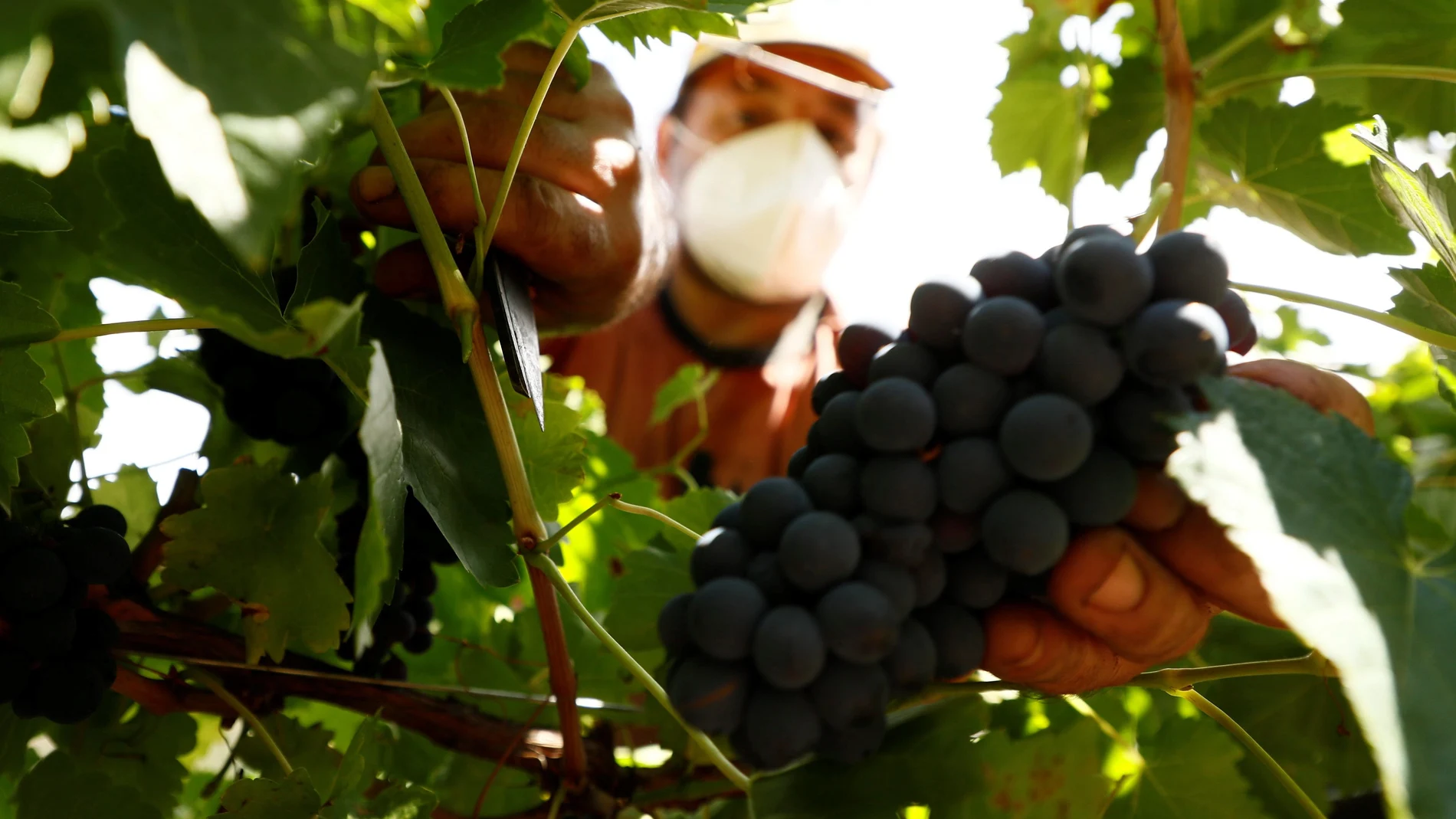 Un vendimiador recoge uvas en la Ribeira Sacra