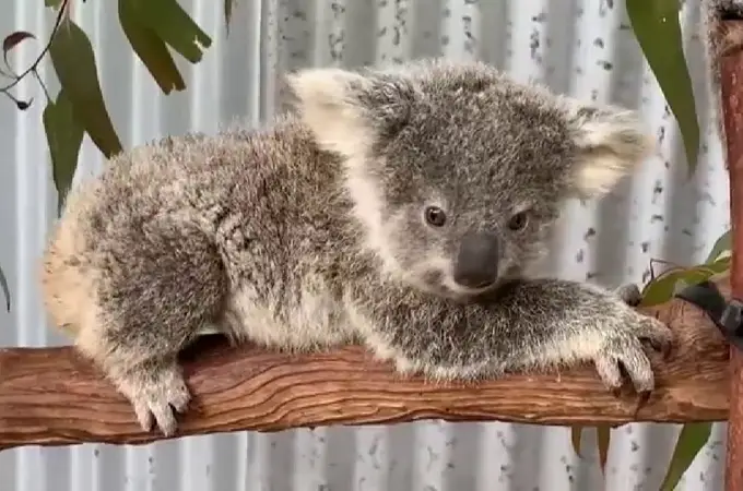 Yo, koala