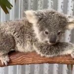 El crecimiento de las urbanizaciones de Sidney amenaza el hábitat de los koalas