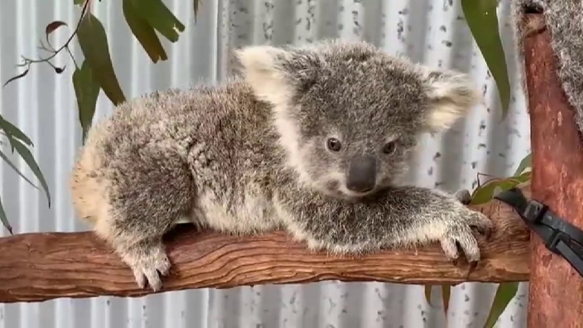 El crecimiento de las urbanizaciones de Sidney amenaza el hábitat de los koalas