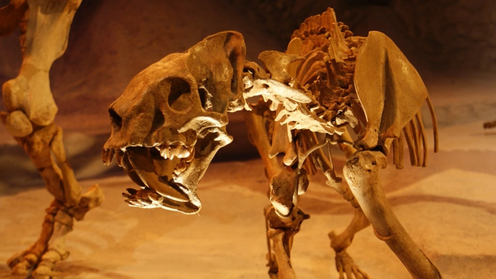 Esqueleto de Barbourofelis loveorum una especie extinta de lo que popularmente conocemos como “tigre dientes de sable.