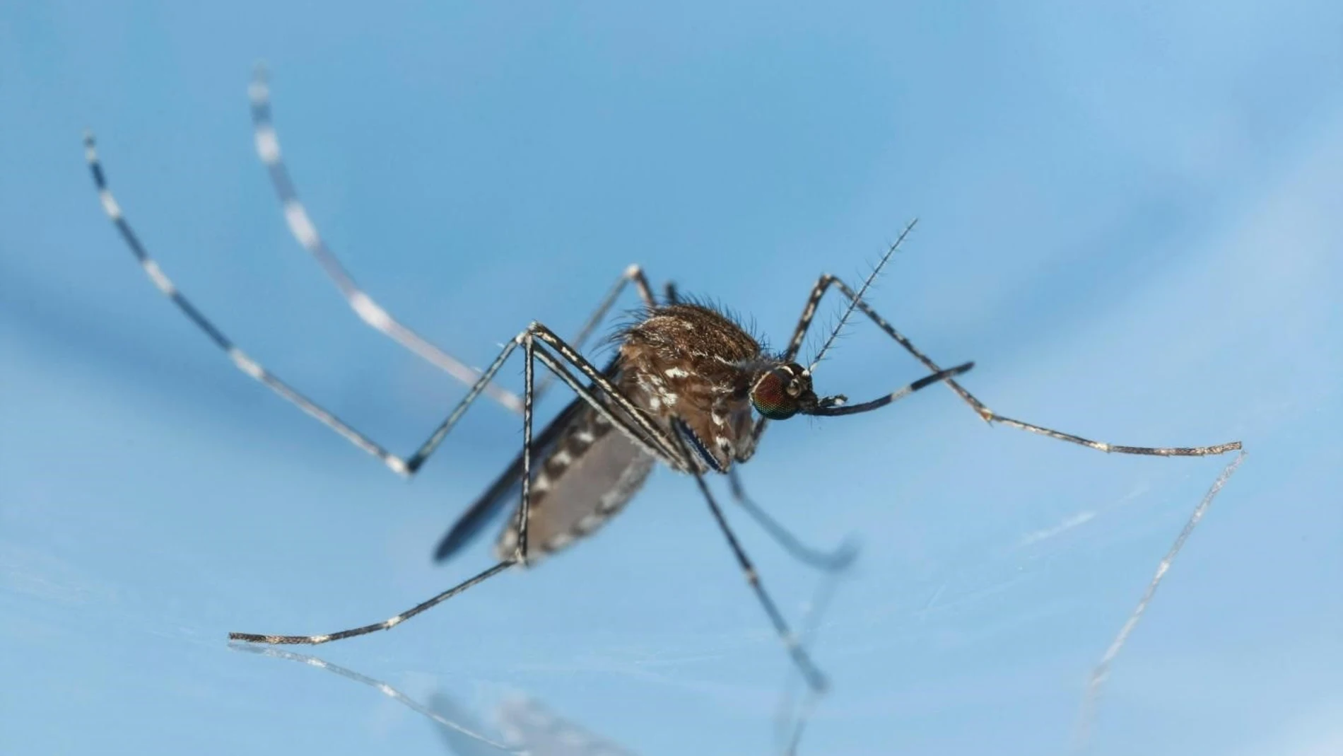 Mosquito Culex tarsalis.
