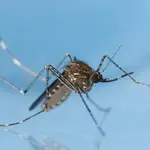 Mosquito Culex tarsalis.