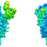 Distintas conformaciones que adopta la espícula del SARS-CoV-2. Los colores corresponden a distintos niveles de tensión (stress) estructural, desde zonas muy estables (en azul) hasta muy inestables (en rojo), pasando por zonas de tensión intermedia (en verde) / CNB-CSIC