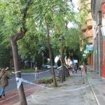 Una rama de árbol caída en la avenida San Sebastián de Huelva