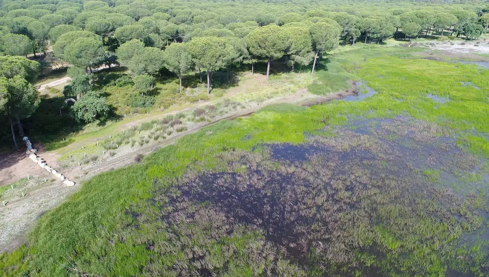 Doñana en una imagen de archivo