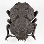 Originario de los hábitats desérticos del sur de California, el diabólico escarabajo acorazado tiene un exoesqueleto que es una de las estructuras más resistentes y resistentes al aplastamiento que se conocen en el reino animal.JESUS RIVERA / UCI