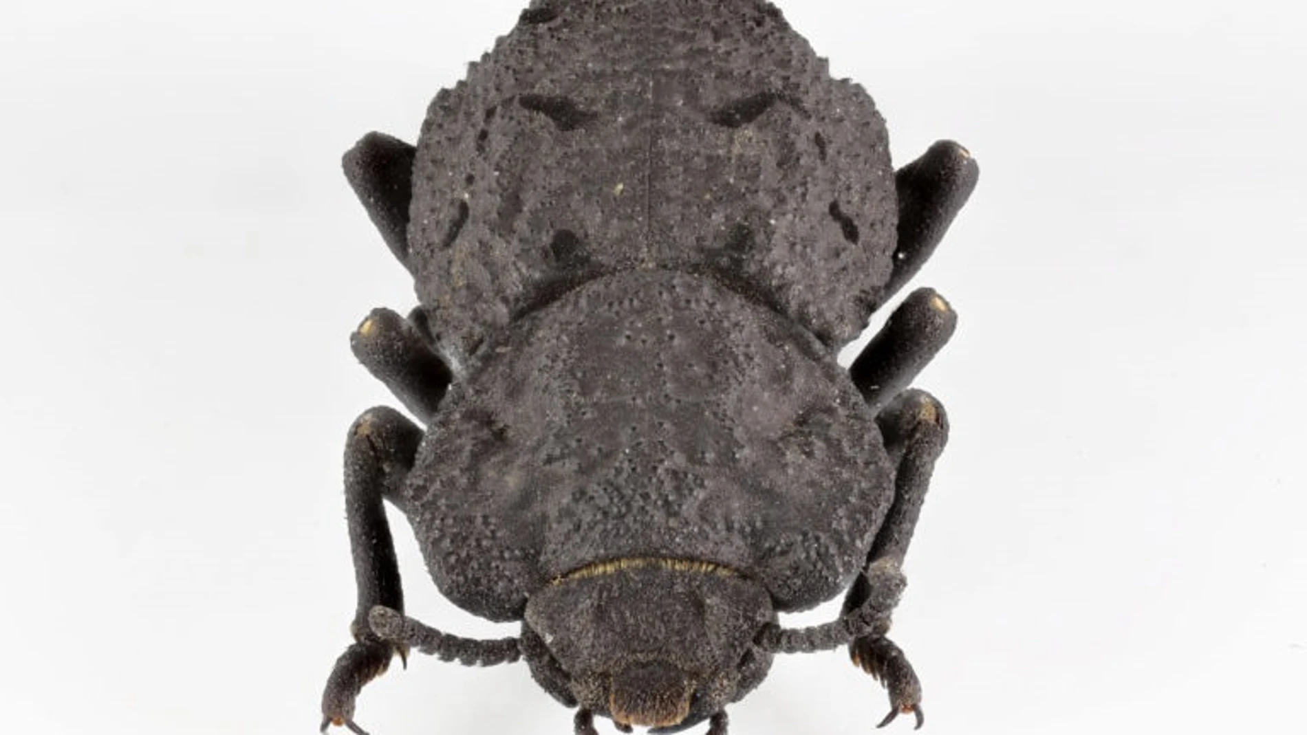 Originario de los hábitats desérticos del sur de California, el diabólico escarabajo acorazado tiene un exoesqueleto que es una de las estructuras más resistentes y resistentes al aplastamiento que se conocen en el reino animal.JESUS RIVERA / UCI