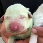Nace un perro verde en Cerdeña que podría haber estado en contacto en el útero con un pigmento llamado biliverdin
