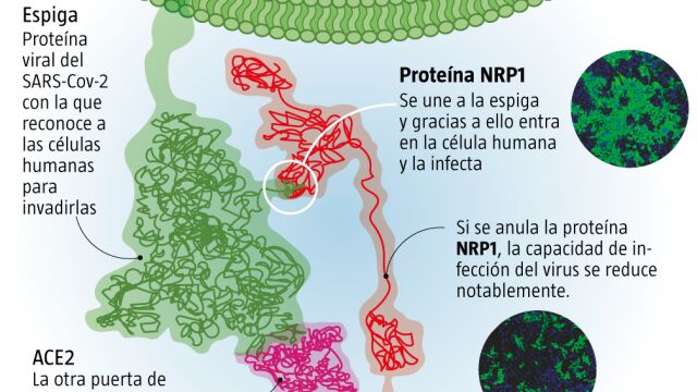 Entrada del coronavirus a nuestras células