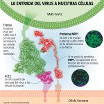 Entrada del coronavirus a nuestras células
