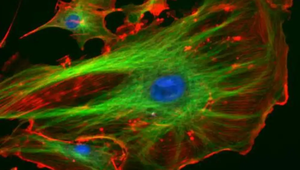 La fluorescencia tambien se usa a nivel microscópico, permitiendo a los investigadores marcar componentes en células