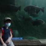 Un niño descansa junto al acuario donde nadan pirañas rojas en Faunia