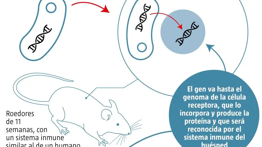 Pruebas vacuna coronavirus