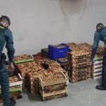La Guardia Civil junto a los níscalos aprehendidos en Segovia