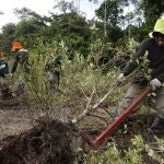 Erradicacion de cultivos de coca en en la ciudad de Caballococha., en el departamento de Loreto, en el noreste de Perú.27/10/2020