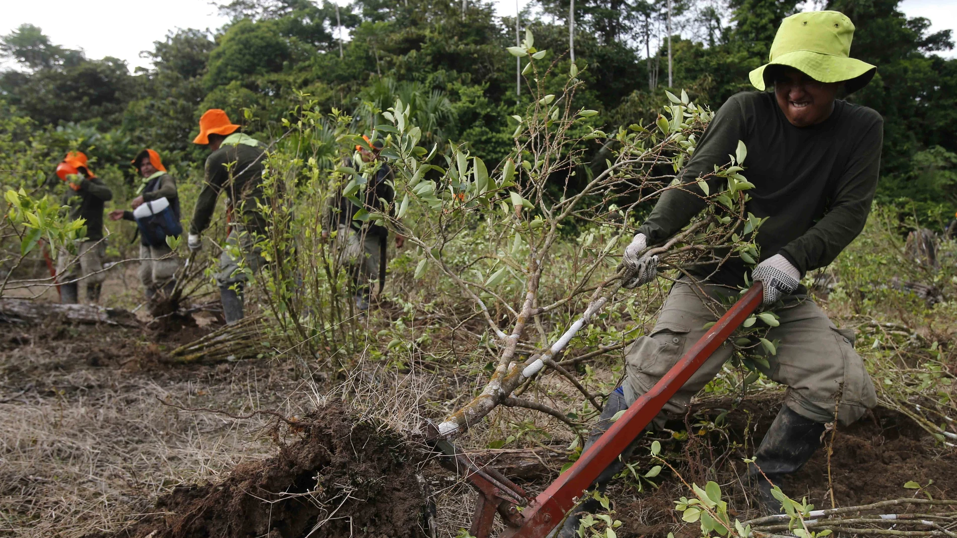 Erradicacion de cultivos de coca en en la ciudad de Caballococha., en el departamento de Loreto, en el noreste de Perú.27/10/2020