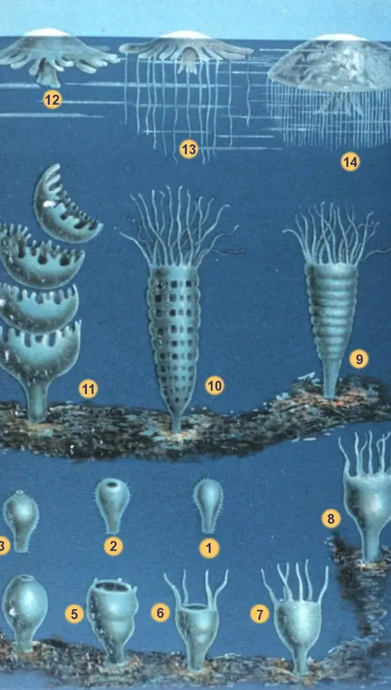 Desarrollo de una medusa (Scyphozoa): 1–3 A través de sus fases larvarias, 4–8 Su crecimiento como pólipo, 9–11 Su estrobilación y finalmente 12–14 en su crecimiento como medusa.