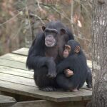 Docuserie "Santuario de Chimpancés"