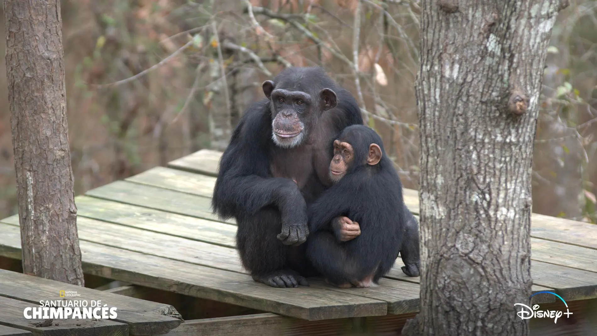 Docuserie "Santuario de Chimpancés"