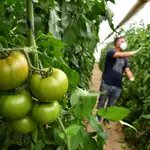 Plantación de tomate en Almería. EFE / Carlos Barba