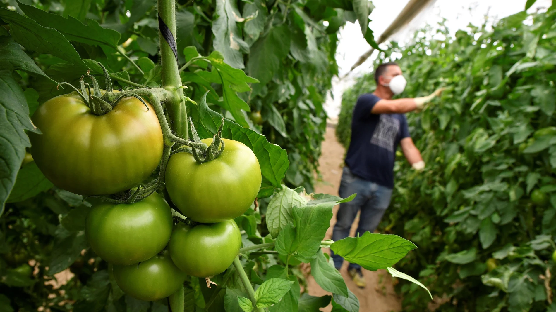 Plantación de tomate en Almería. EFE / Carlos Barba