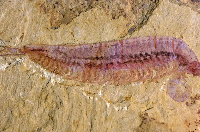 Descubren un fósil parecido a una gamba con cinco ojos