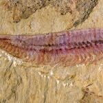 Fósil de Kylinxia, encontrado en el suroeste de China. Crédito a Han Zeng