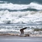 Una gaviota sobrevuela la playa