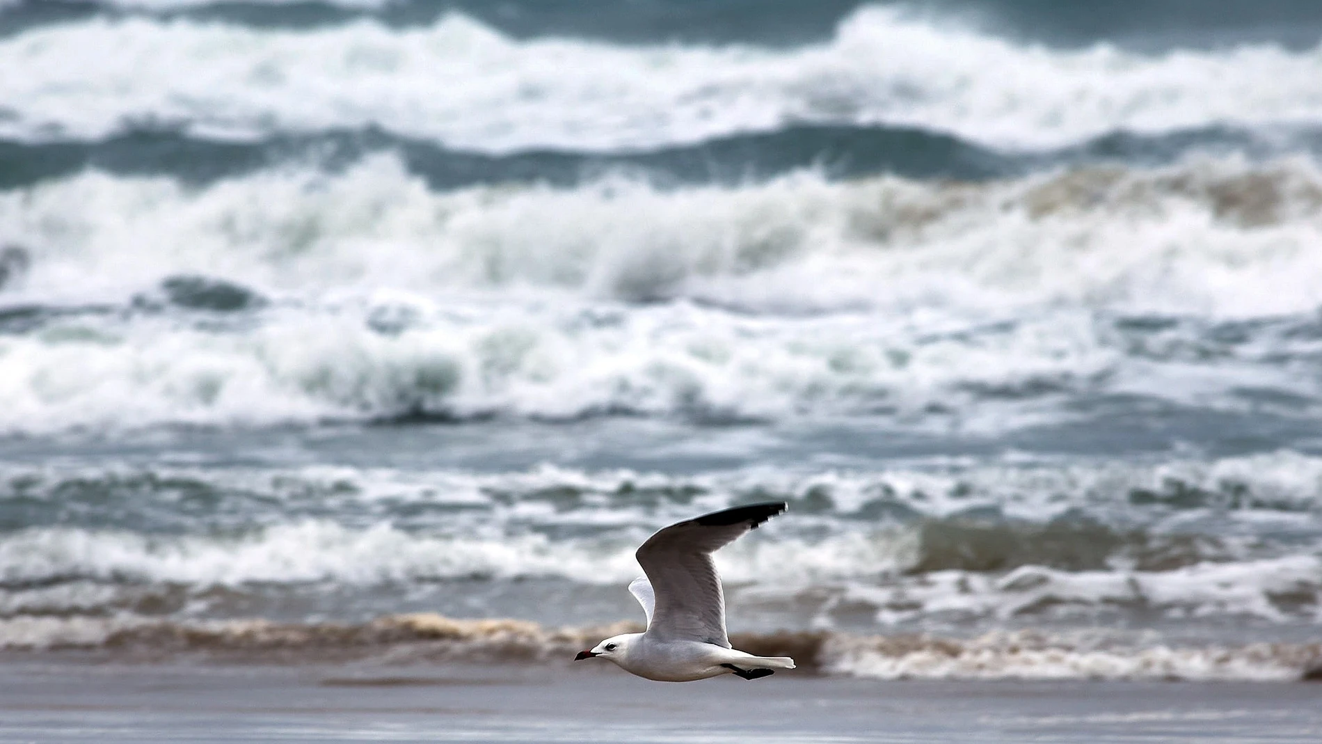 Una gaviota sobrevuela la playa