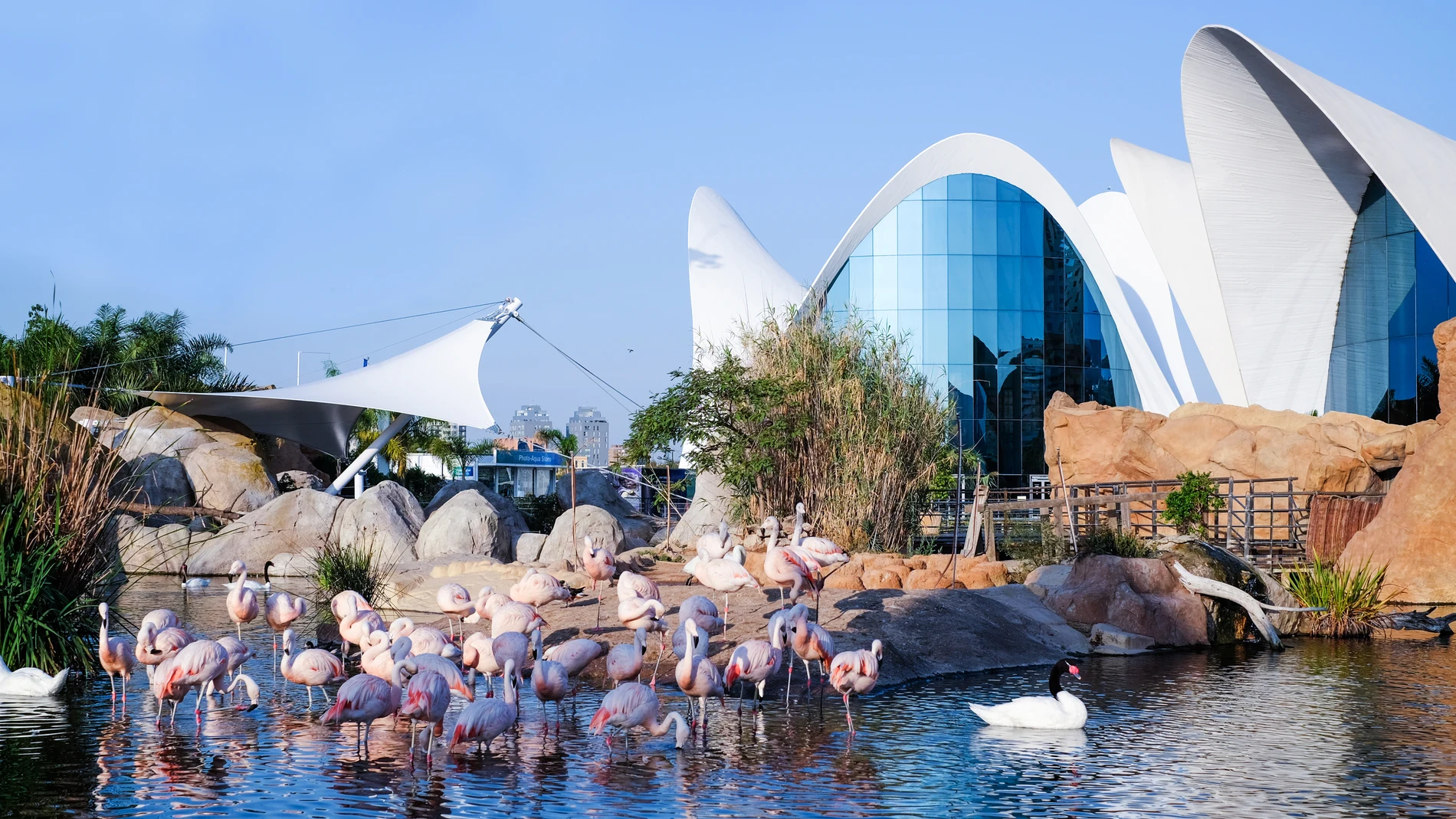 Imagen de L'Oceanogràfic de Valencia