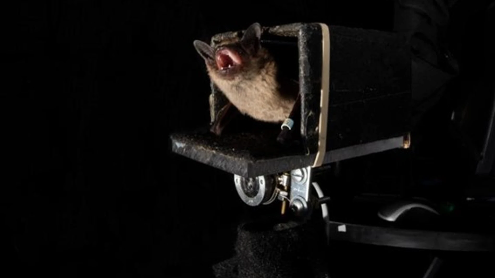 Murciélago posado durante el experimento (Universidad de Johns Hopkins)