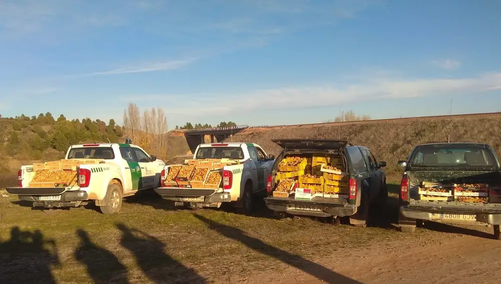 Decomiso de níscalos la semana pasada en la provincia de Soria.JCYL06/11/2020
