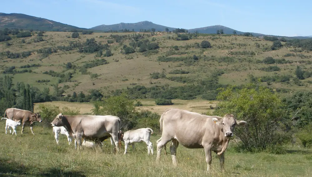 Animales de las principales razas productoras de Carne de Cervera, la raza parda y la limusina aprovechando los pastos naturales