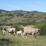 Animales de las principales razas productoras de Carne de Cervera, la raza parda y la limusina aprovechando los pastos naturales